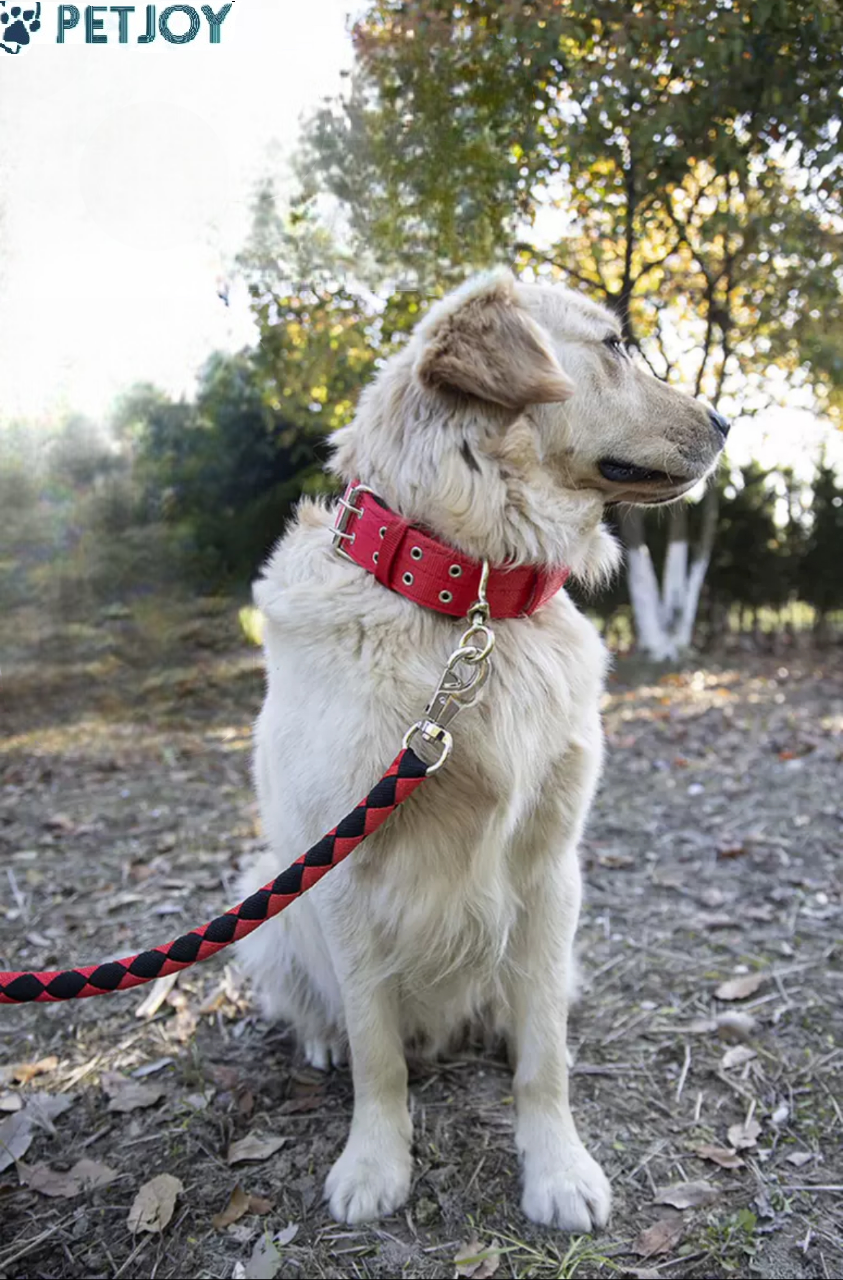 סט רצועה עם קולר - Dog lesh+colar - Image 2